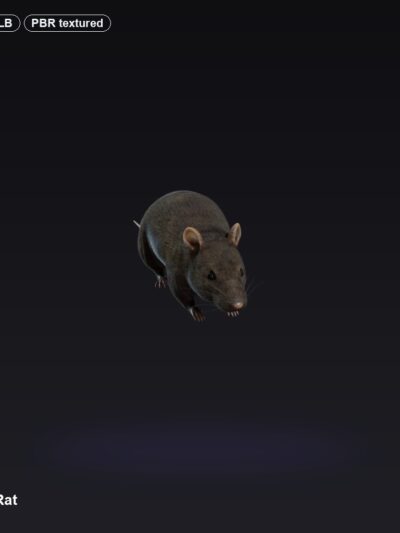 Street Rat